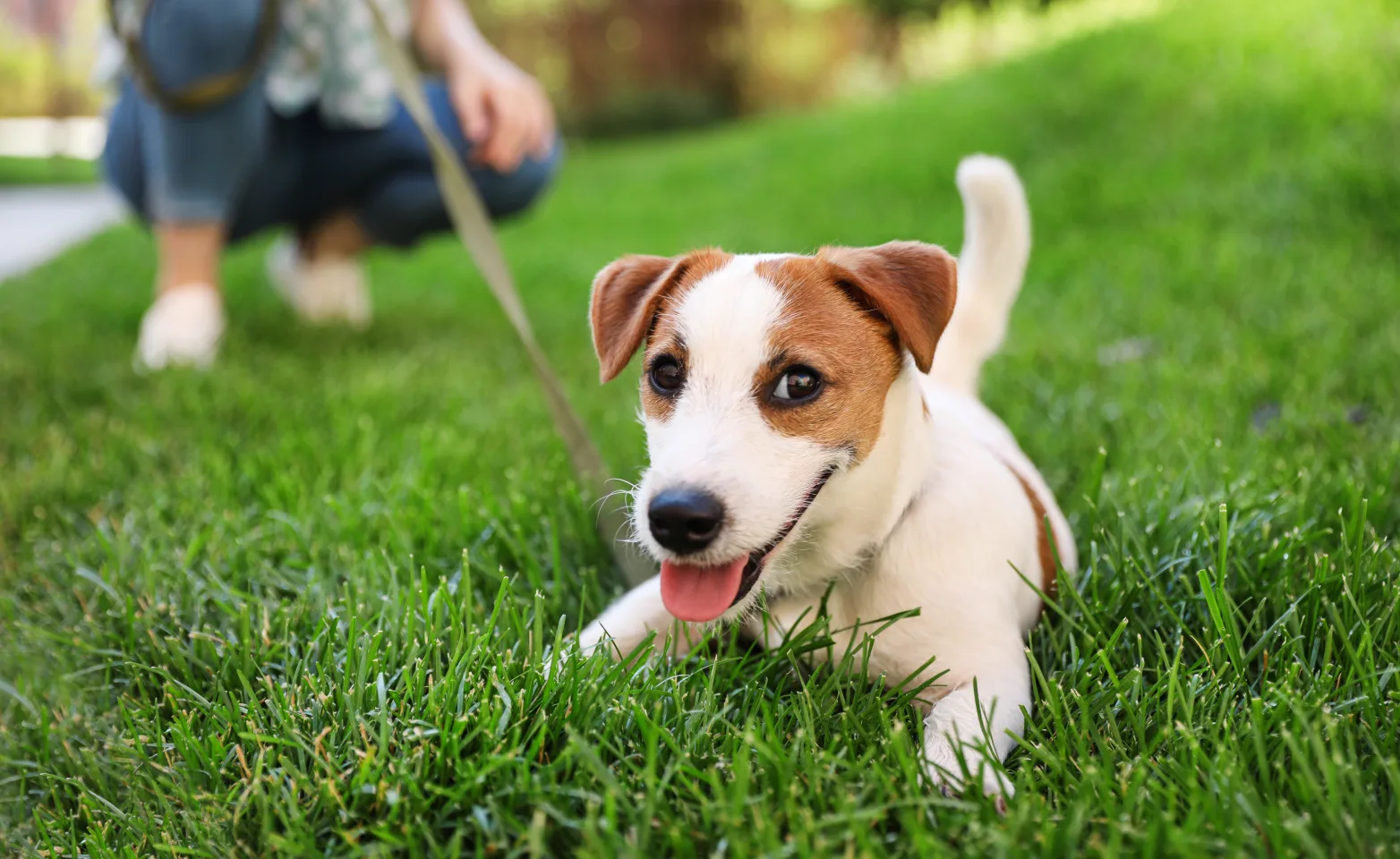 jack russell laying in the grass with owner